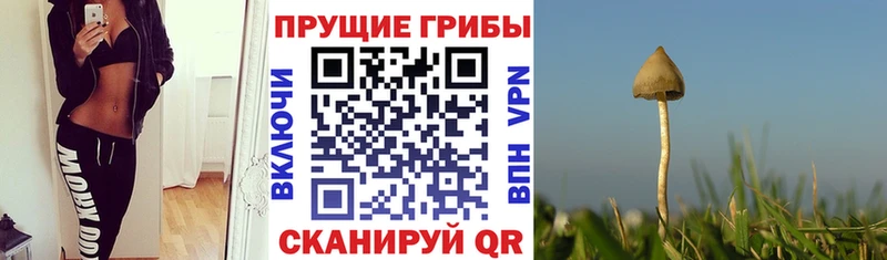 Псилоцибиновые грибы Cubensis  дарнет шоп  Кораблино 